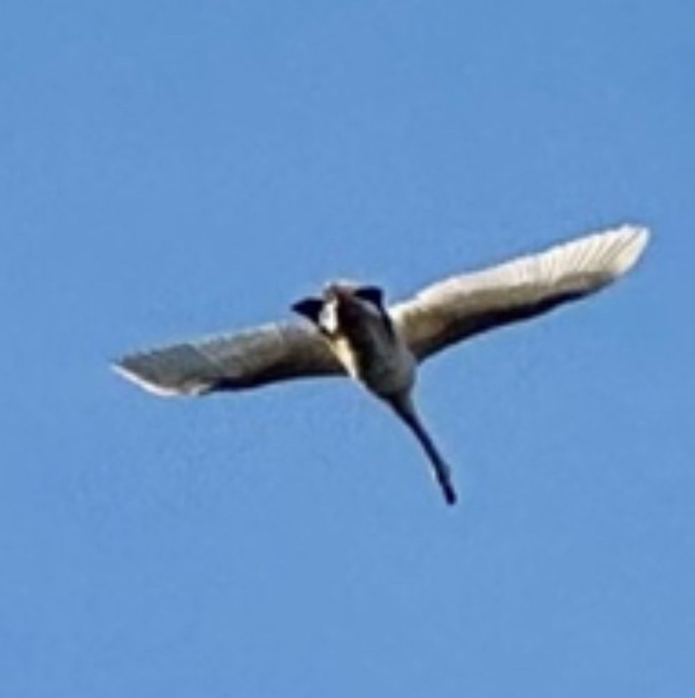 Comment image