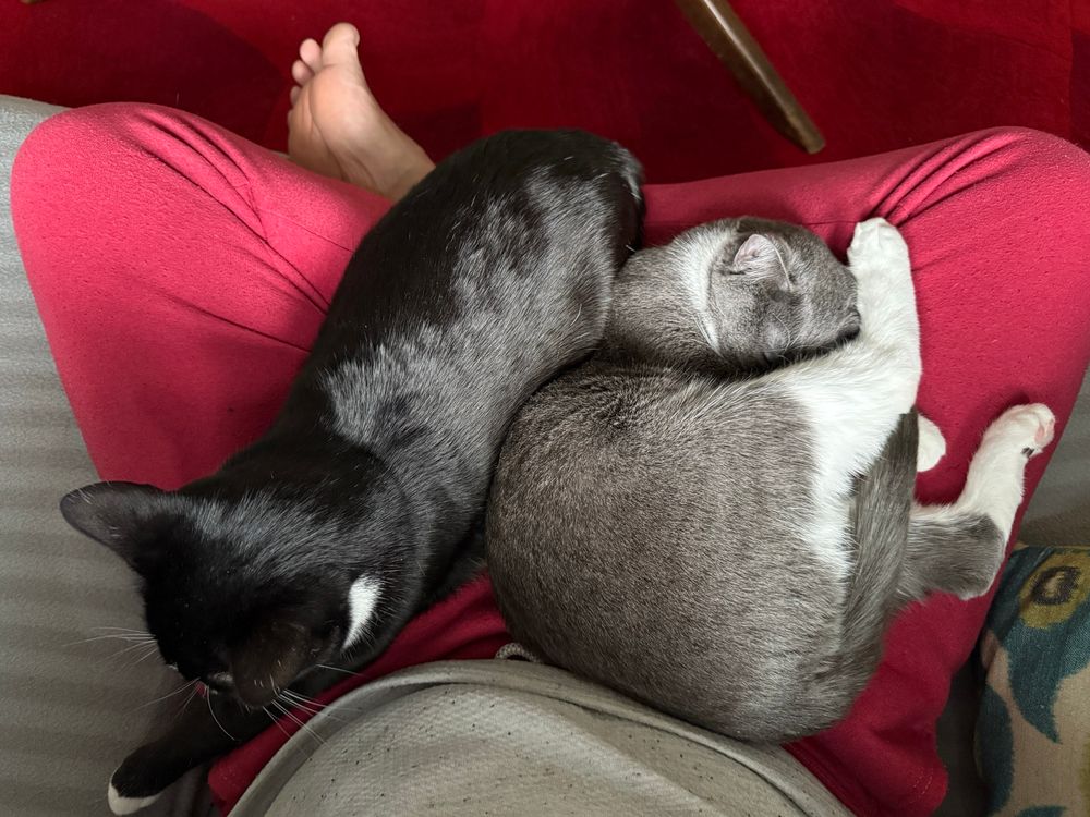 Two tuxedo cats, one black and one gray sleep in rhe lap of someone sitting cross legged. While the darker one is just sitting like a loaf, the gray one is crashed out, boneless and pretzel-like, covering its face with a back leg and its tail between its legs. 