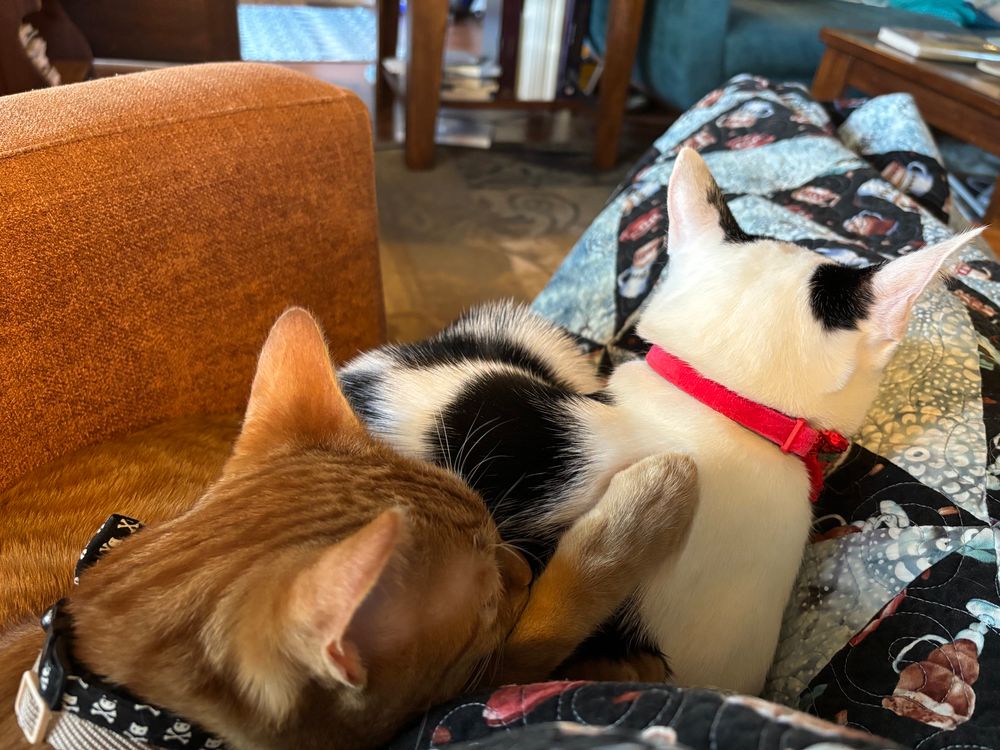 Orange stripey tabby cat sitting snuggled right behind his sister, a black and white spotted cat. The orange kitty has his face and one paw snuggled into his sister’s back.
