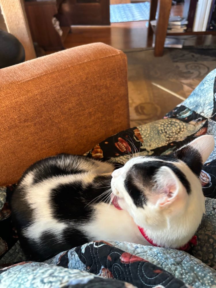 Black and white spotted kitty curled up on a quilt, cleaning herself. 
