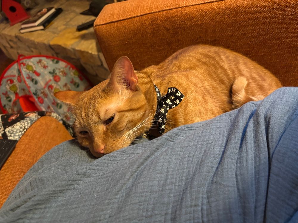 A sleepy orange striped cat curled up in the crook of my legs.
