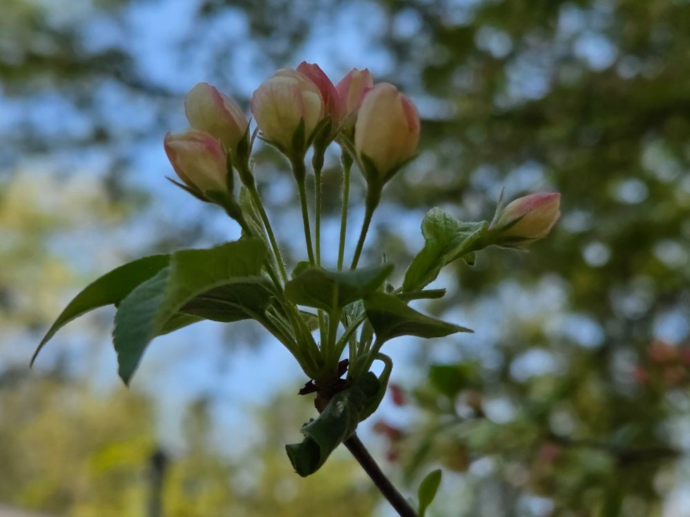 コナシのつぼみ