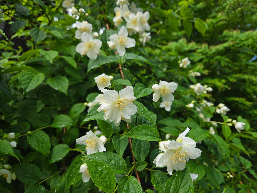 バイカウツギが花盛り♡