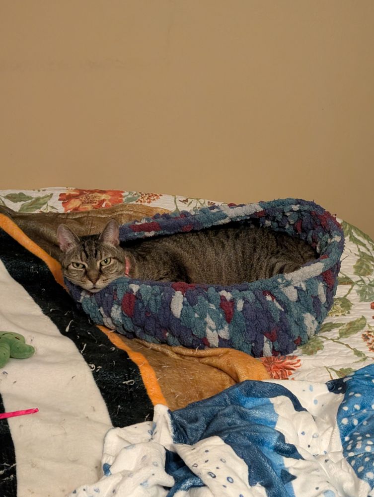Photo of my cranky tabby cat Avery glaring at me from inside her blue woven cat bed