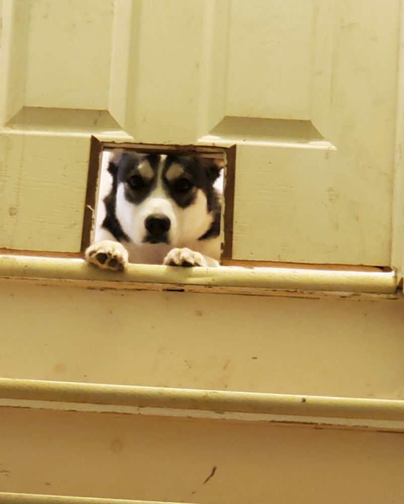 Dog