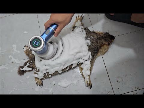 marmot lying still experience like washing a carpet