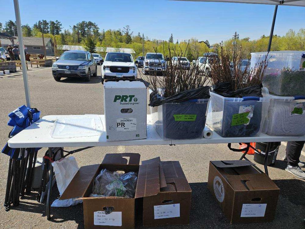 Tree seedlings, various species, in boxes at event