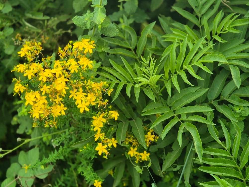 A gauche, les fleurs jaunes du millepertuis émergeant des feuilles vertes du sureau à droite