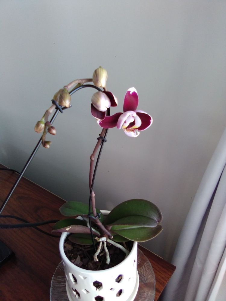 Purple and white orchid 