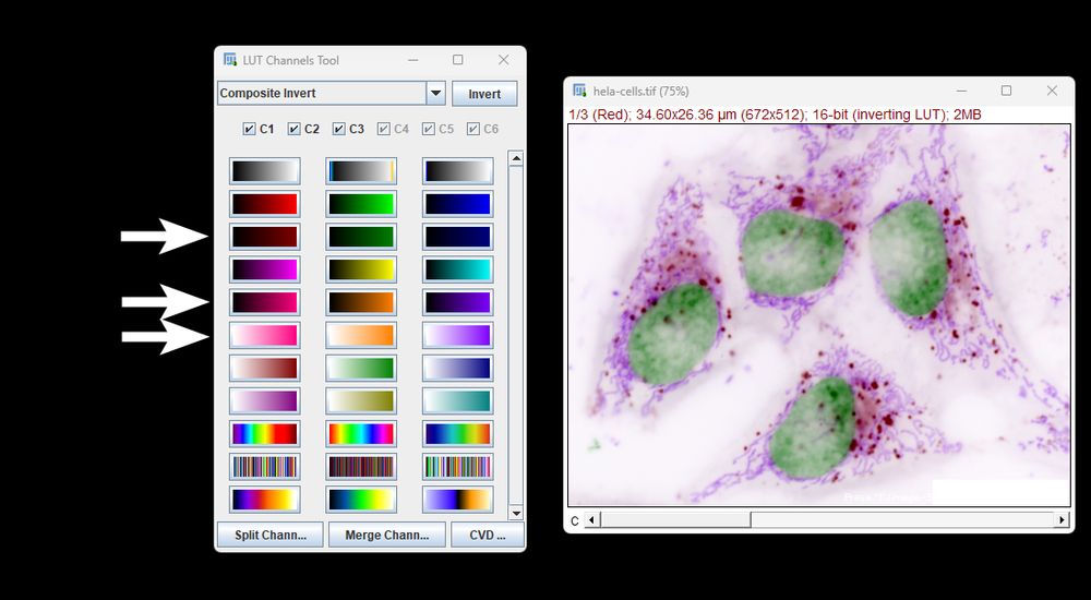 The new Biovoxxel channels tool is shown with arrows pointing out the newly added colors. Right of it an image with 3 fluorescent channels is shown displaying a certain combination of some of those colors