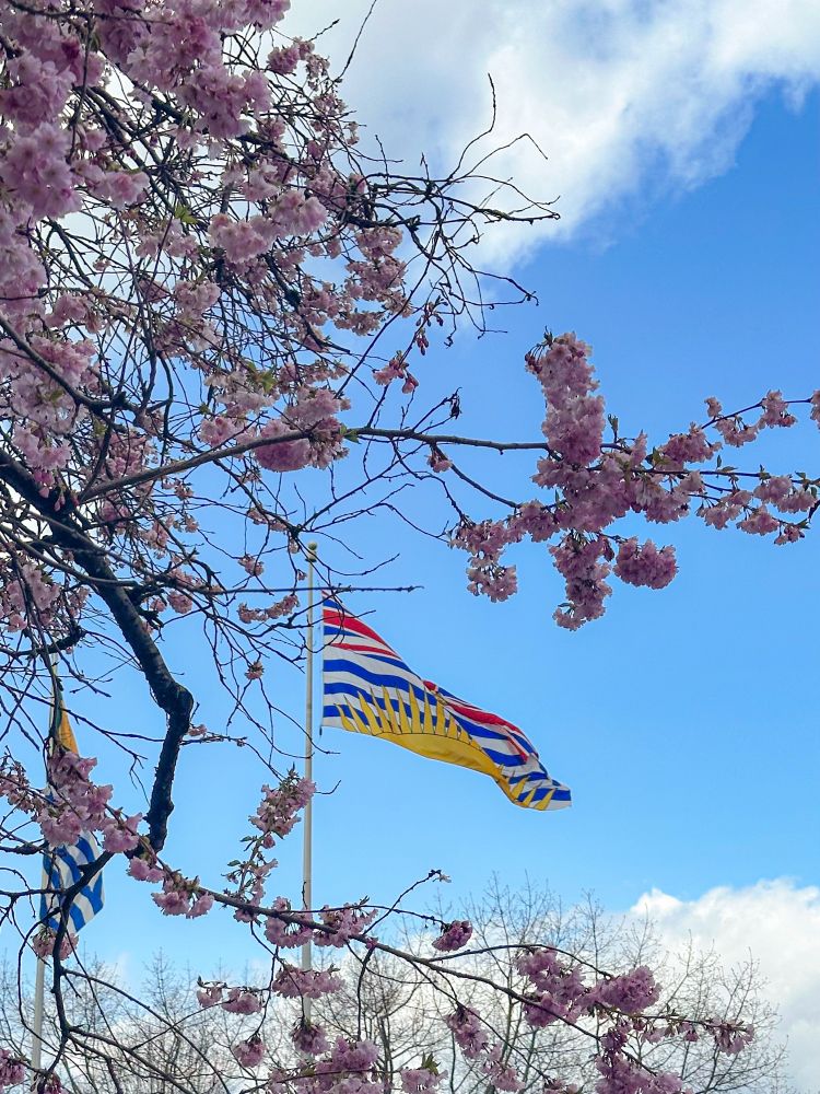 Photo of cherry blossoms in front of the bc provincial flag