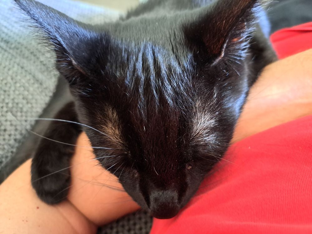 Small black cat using my arm as a pillow

Lots of sleep purrs and random squeaks are occuring