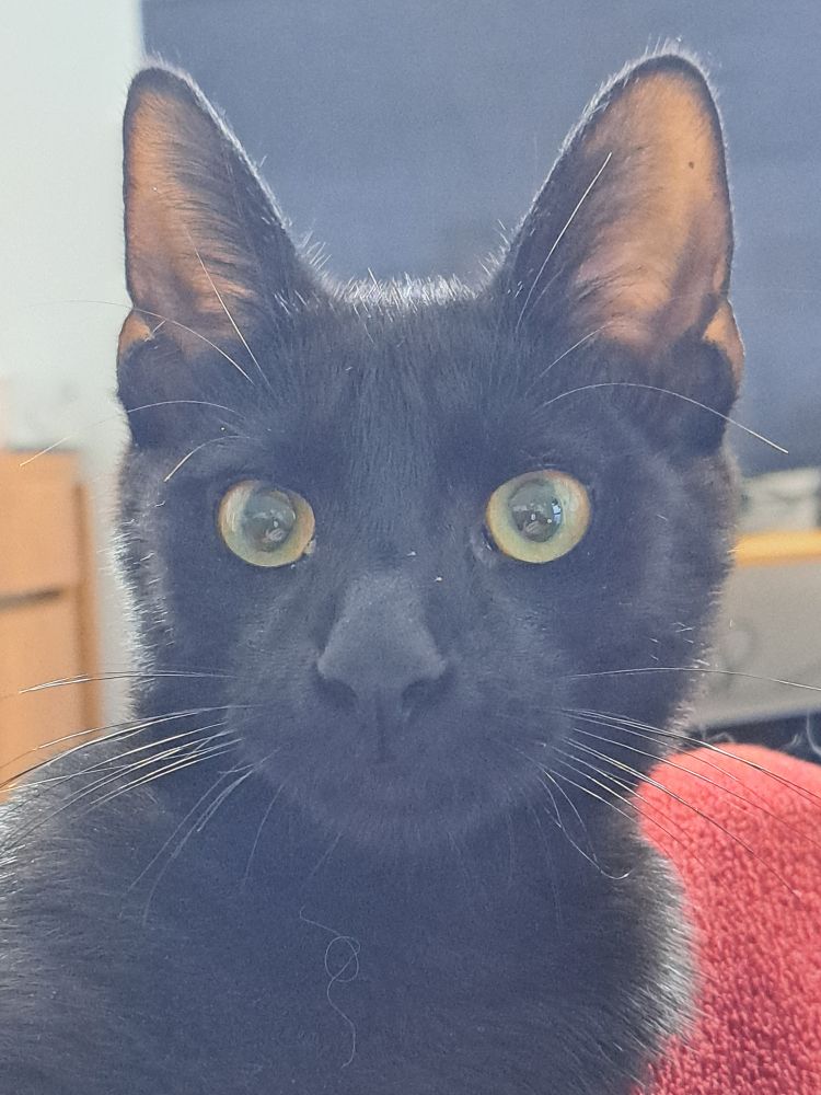 Black cat cup close