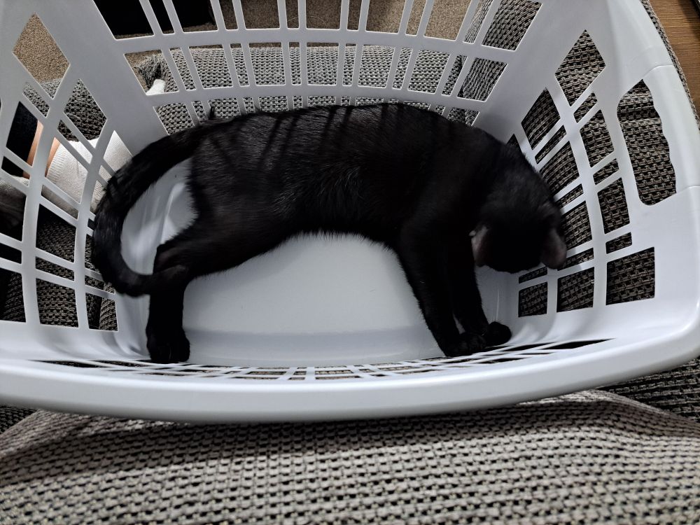 Percy, the black kitten, in a laundry basket