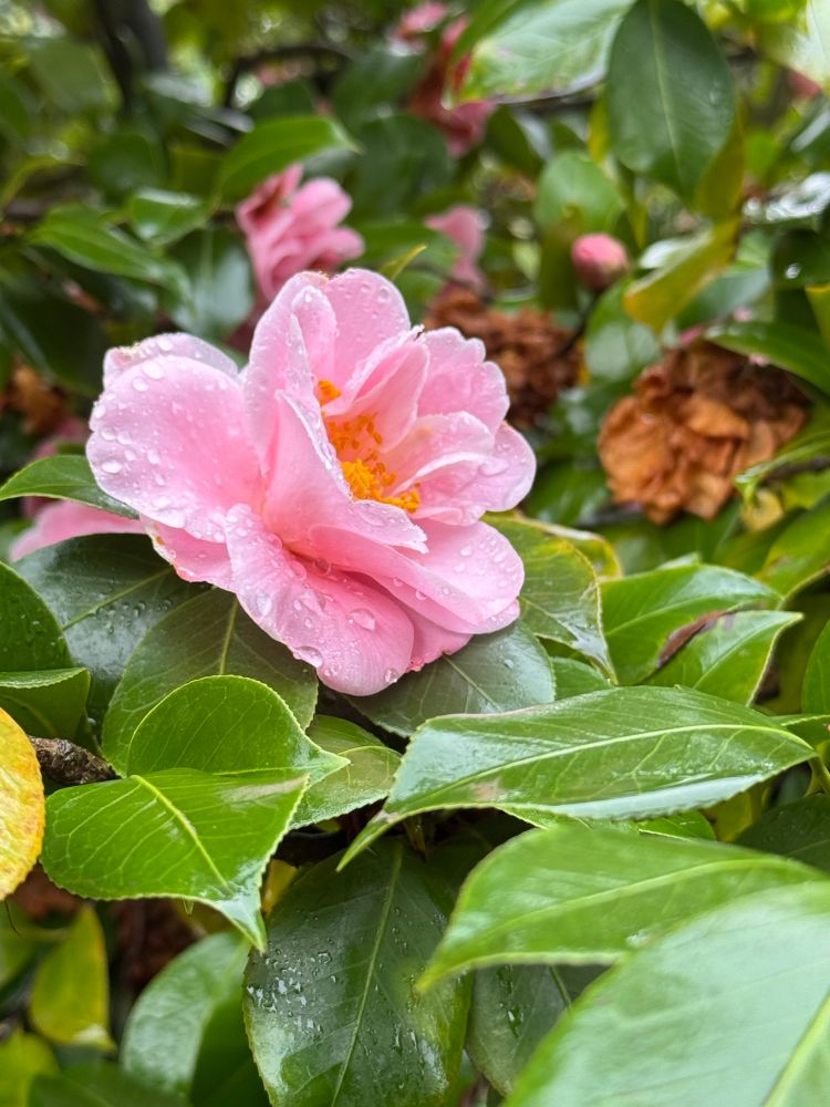 A pink camellia with raindrops on its petals. 