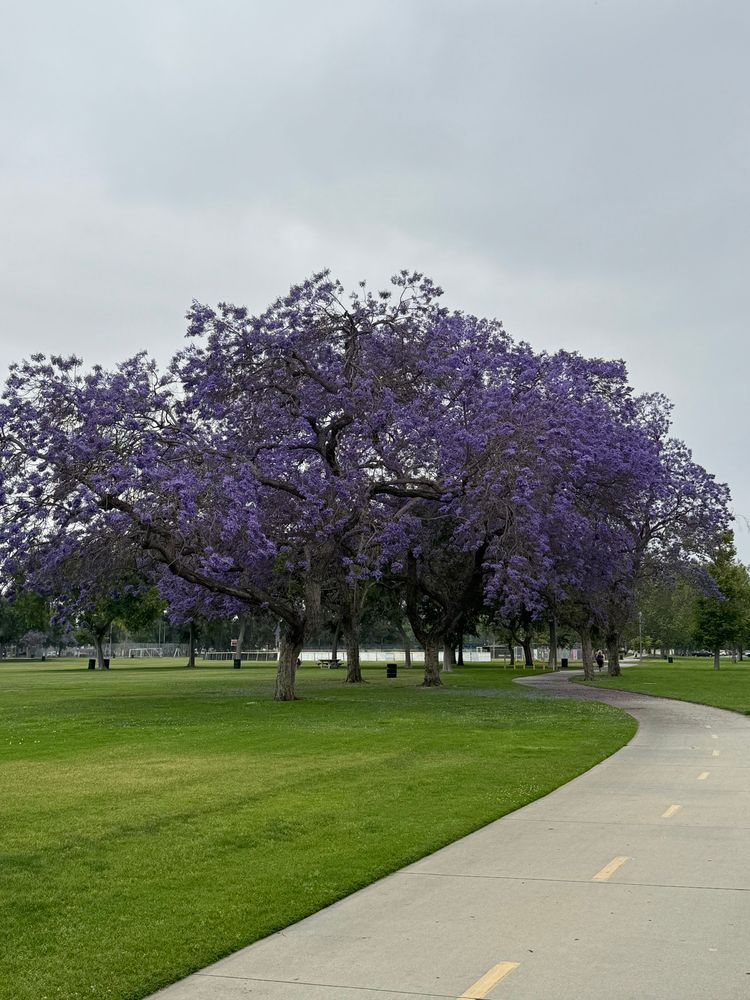 A jacaranda tree in full bloom in Heartwell Park, Long Beach CA