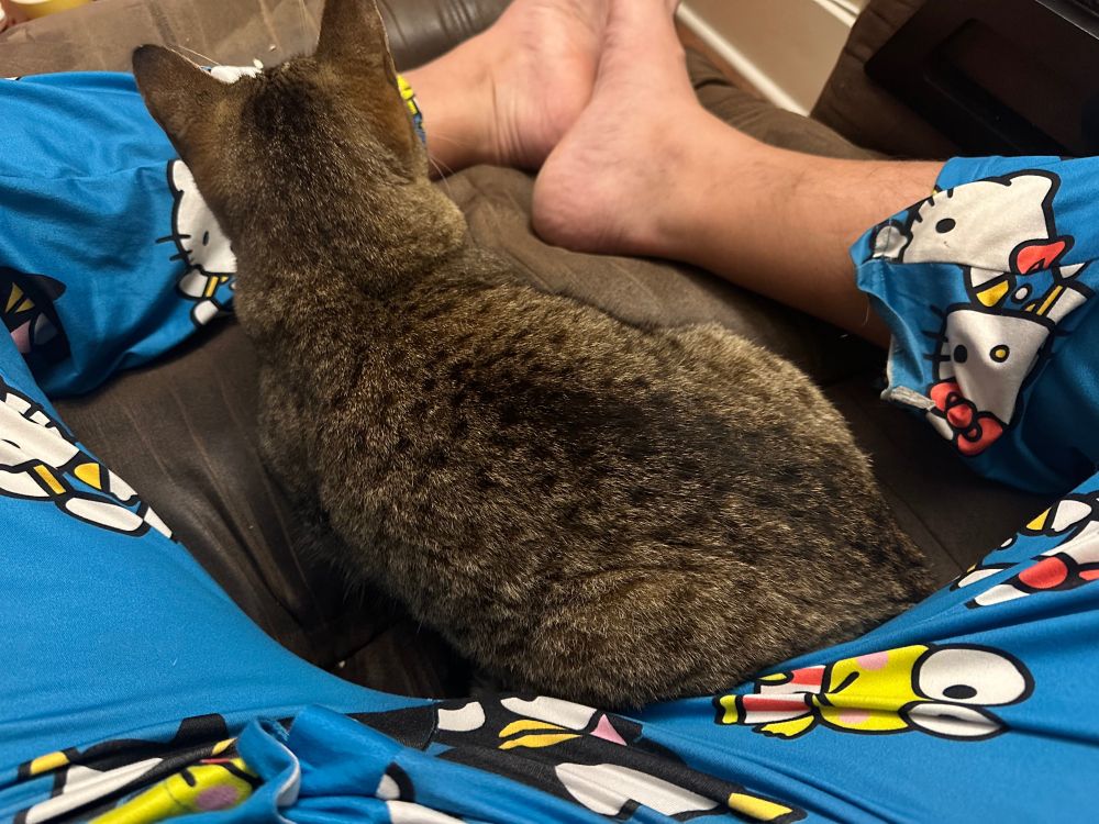 A pair of very hot and shapely legs, wearing the sexiest thing in the universe: a blue pair of pajama pants with Sanrio characters. At the center lies Yuna Luna Moona Gloona Phoona Hoona Goona Yates IV, resting, turned into a feline cinnamon roll. She is unmoved. 