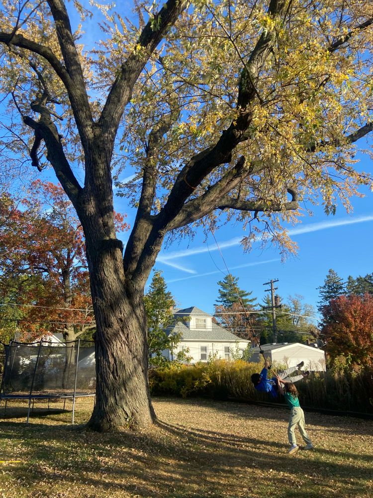 Large silver maple in backyard, two kids on a stool swing beside it