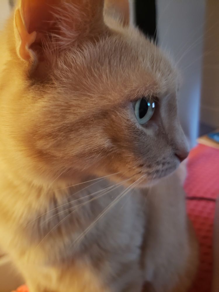 Orange kitty side profile, kinda fuzzy and super cute 
