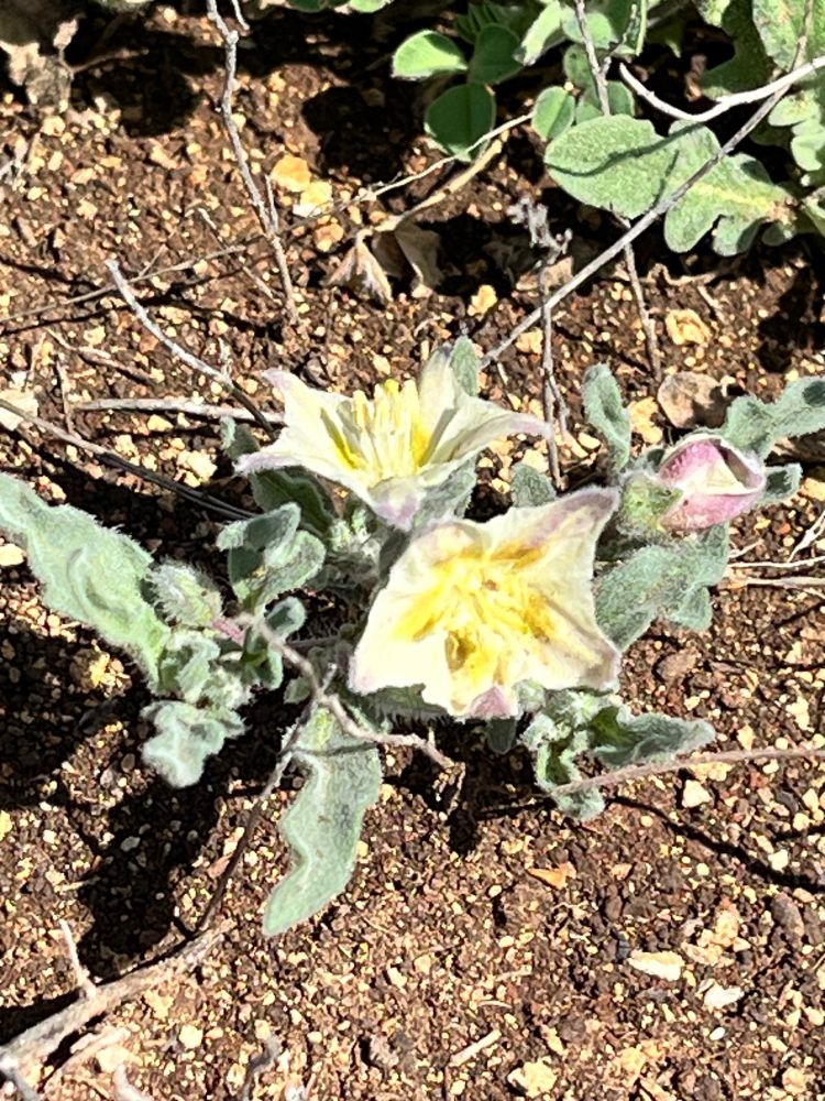 Pale yellow flowers of Chamaesaracha edwardsiana (five eyes)