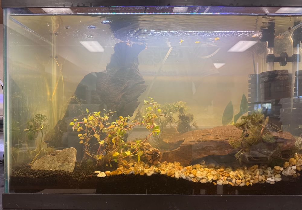 Aquarium with plants with a high level of tannins