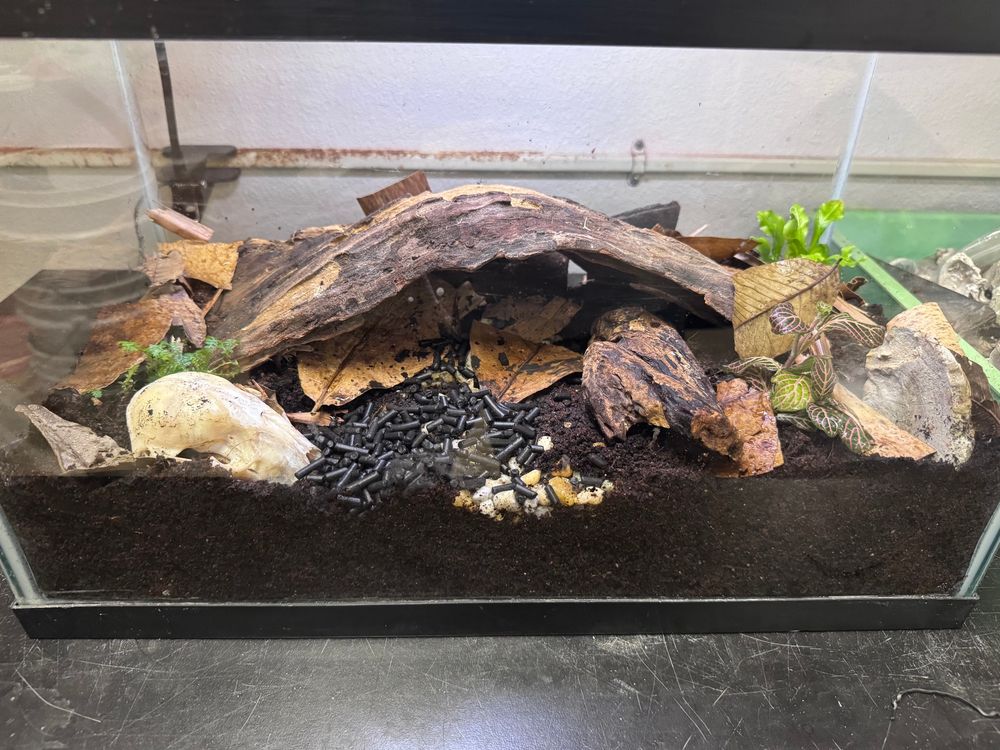 Terrarium with wood, rocks, and animal skull, some plants, and leaf litter. 