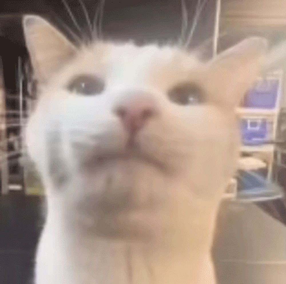 a close up of a white cat 's face looking at the camera .