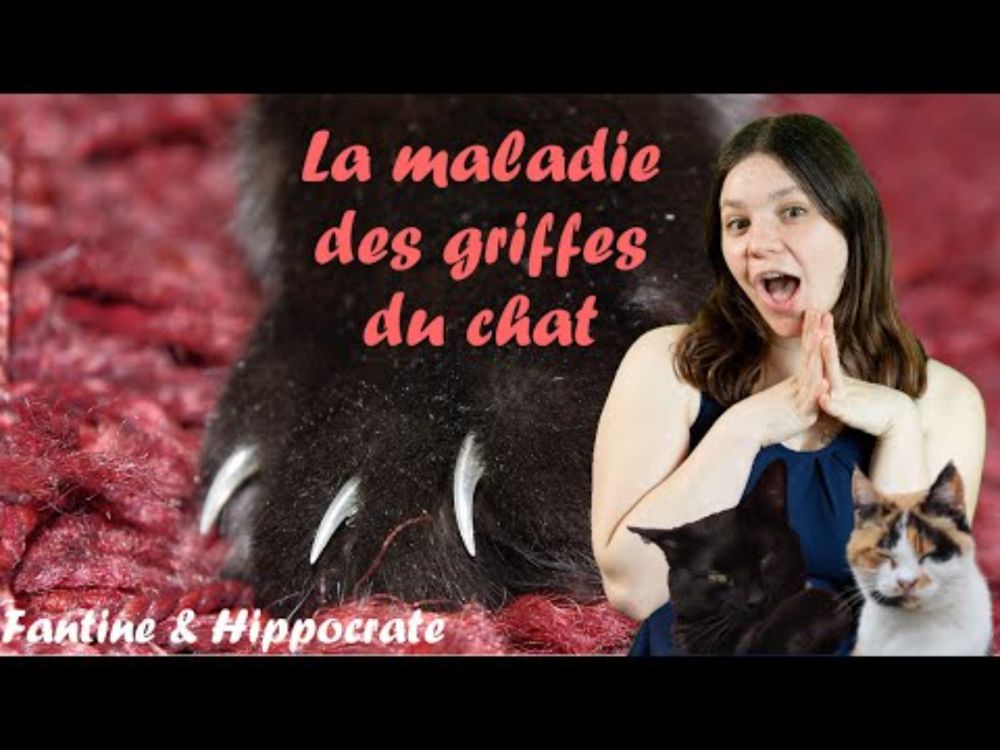 😻🩸🦠 La maladie des griffes du chat - Fantine & Hippocrate #25