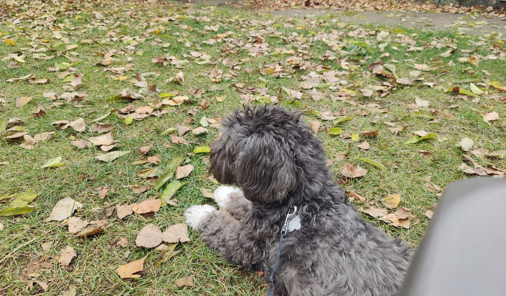 Small black dog with white paws, laid down on the lawn with crispy autumn leaves all around him.