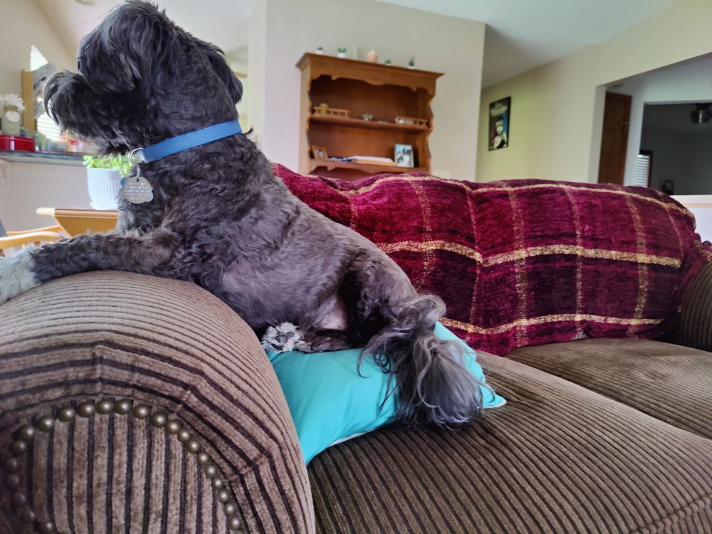 Small black dog, with white paws, wearing a blue dog collar. He has jumped up onto the couch, his front paws on the arm and his Netherlands propped up on a green pillow.

He is staring through a window (out of frame) because leaves are coming off the neighbor's trees, and one of them attacked. our. house!

A leaf! The sheer audacity of nature!