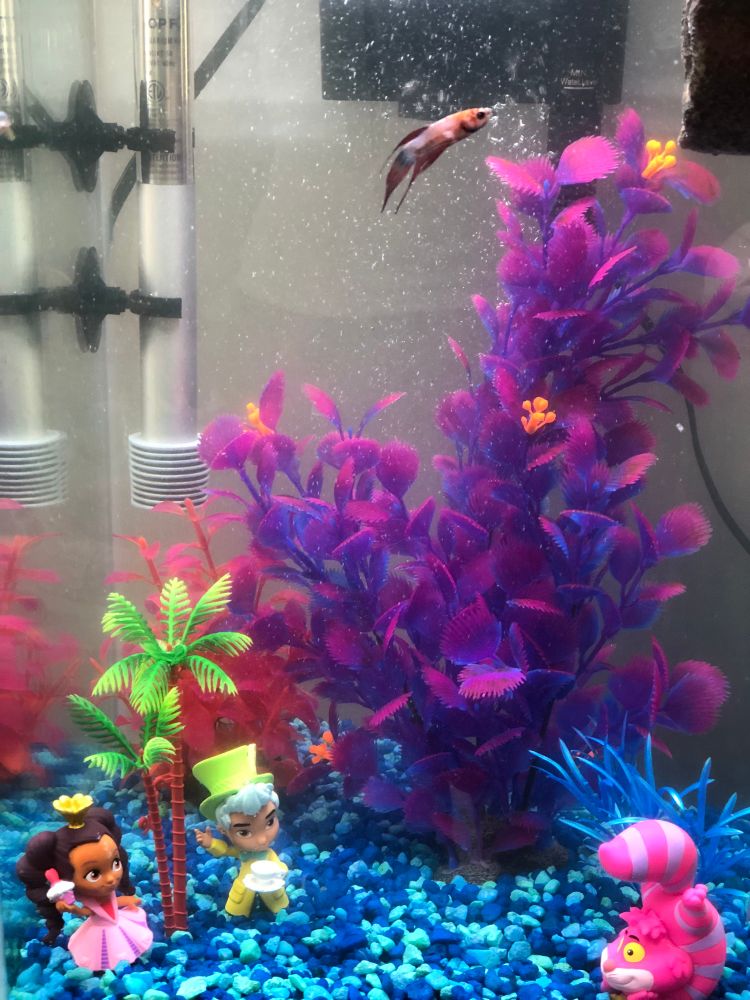 Tall 10 gallon fish tank with Rosa, Hattie, and Cheshire Cat from Alice’s Wonderland Bakery. Spidey the red and blue beta swims near the surface. 