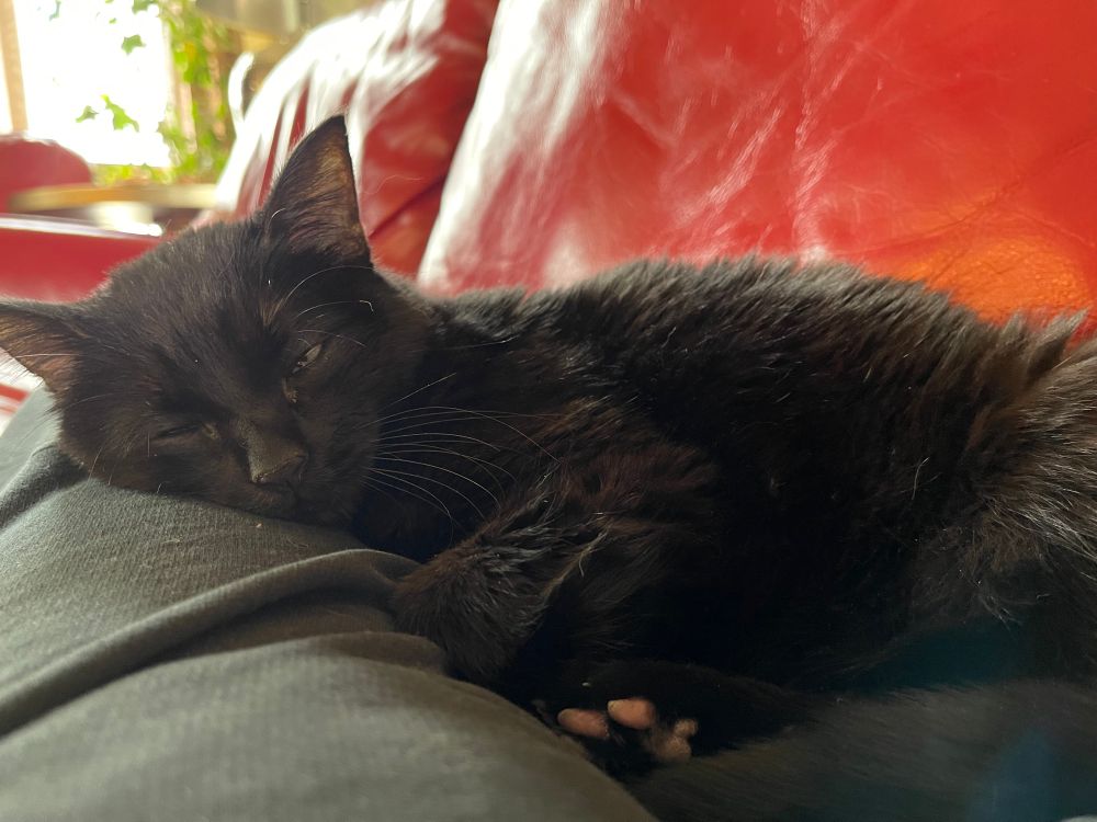 Very tiny black cat, extremely scrunkled and sleeping 