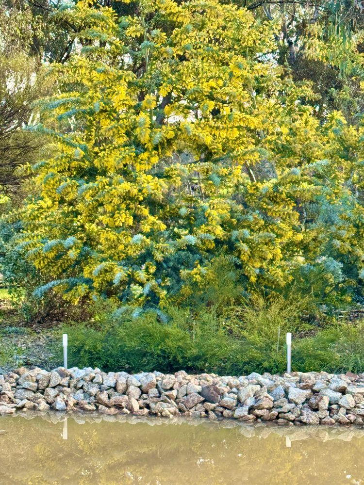 Golden wattle in full bloom 3 metres high and reflected in a rock-rimmed dam. 