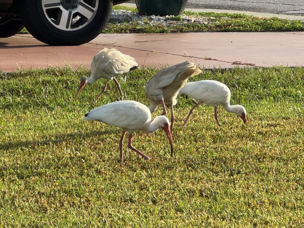 Quartet of white ibis cranes looking for food on a suburban lawn. 