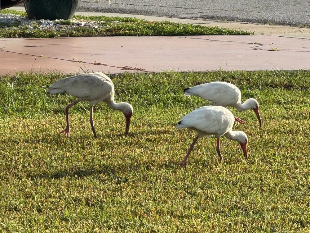 Trio of white ibis cranes poking at a lawn.