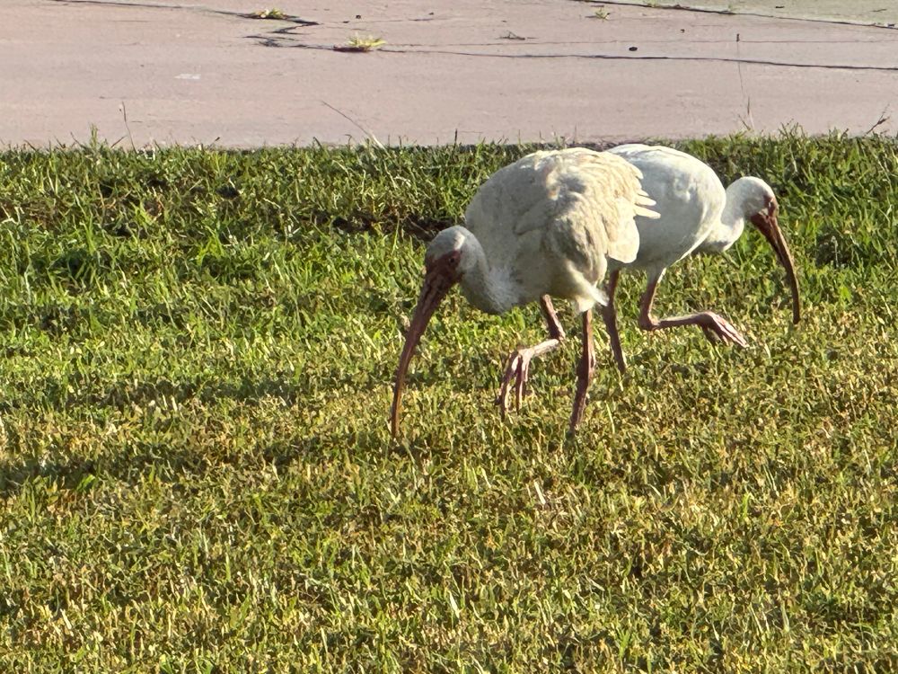 Duo of white ibis cranes searching for food on a lawn. Both have one leg up, highlighting their long toes and claws.