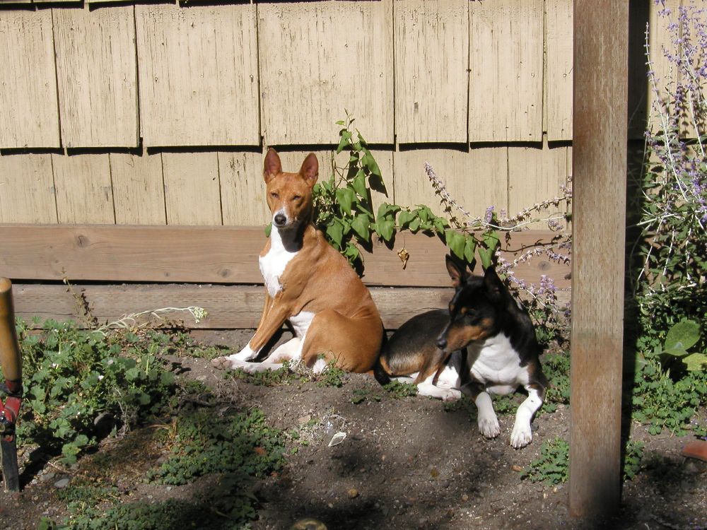 Two basenji. One red/white, one tri-color (siblings) sitting together in dirt.