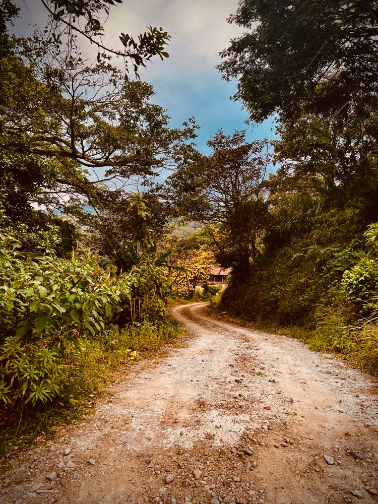 A dirt road winding through a lush forest 