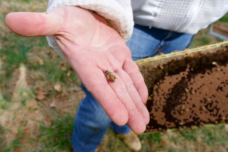 A researcher with a honeycomb and a harmless drone bee in his hand.