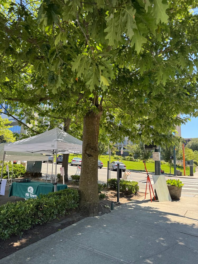 Tree doing great work providing shade in Everett Washington