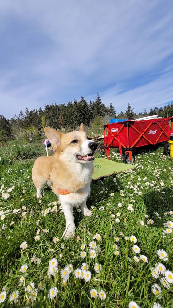 Ruby, the corgi, standing by a red wagon in a grass covered in small daisies