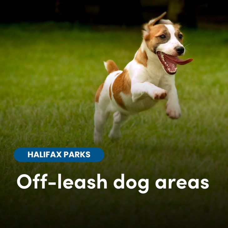 A dog running on grass and the text 'Off-leash dog areas'.