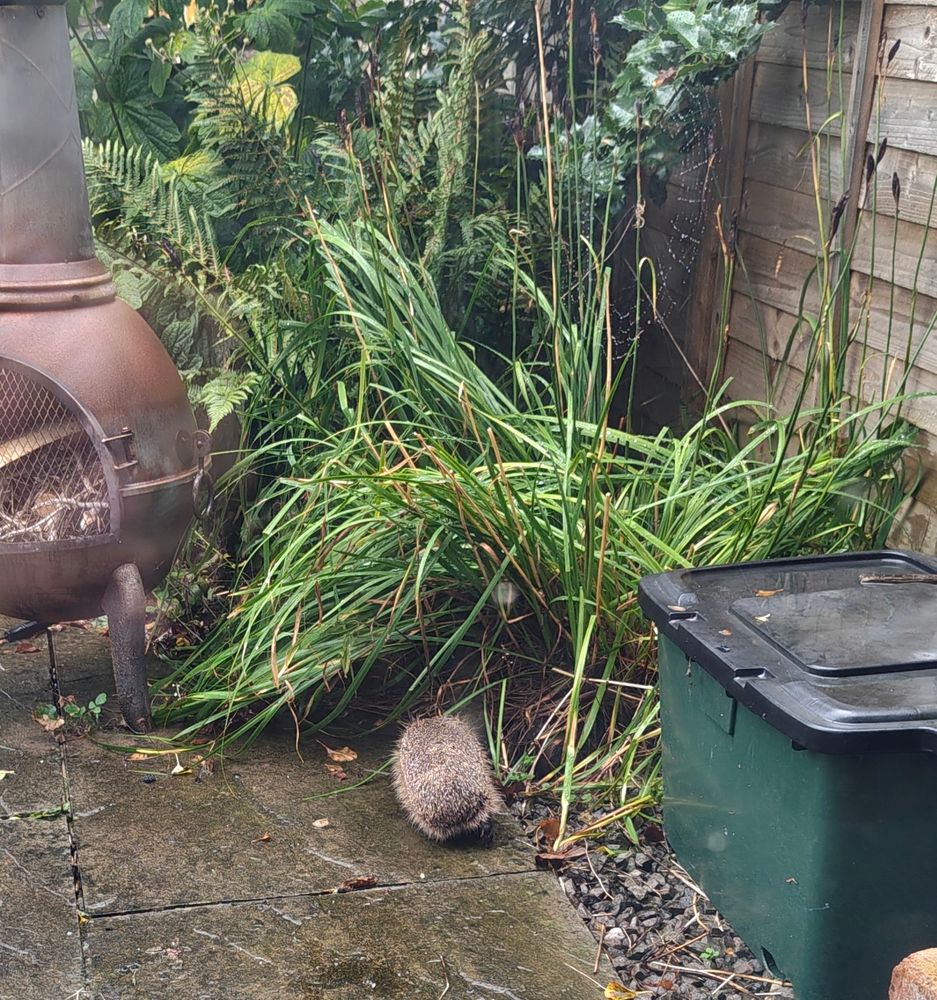 Hedgehog scuttling off to lurk underneath a shrub...
