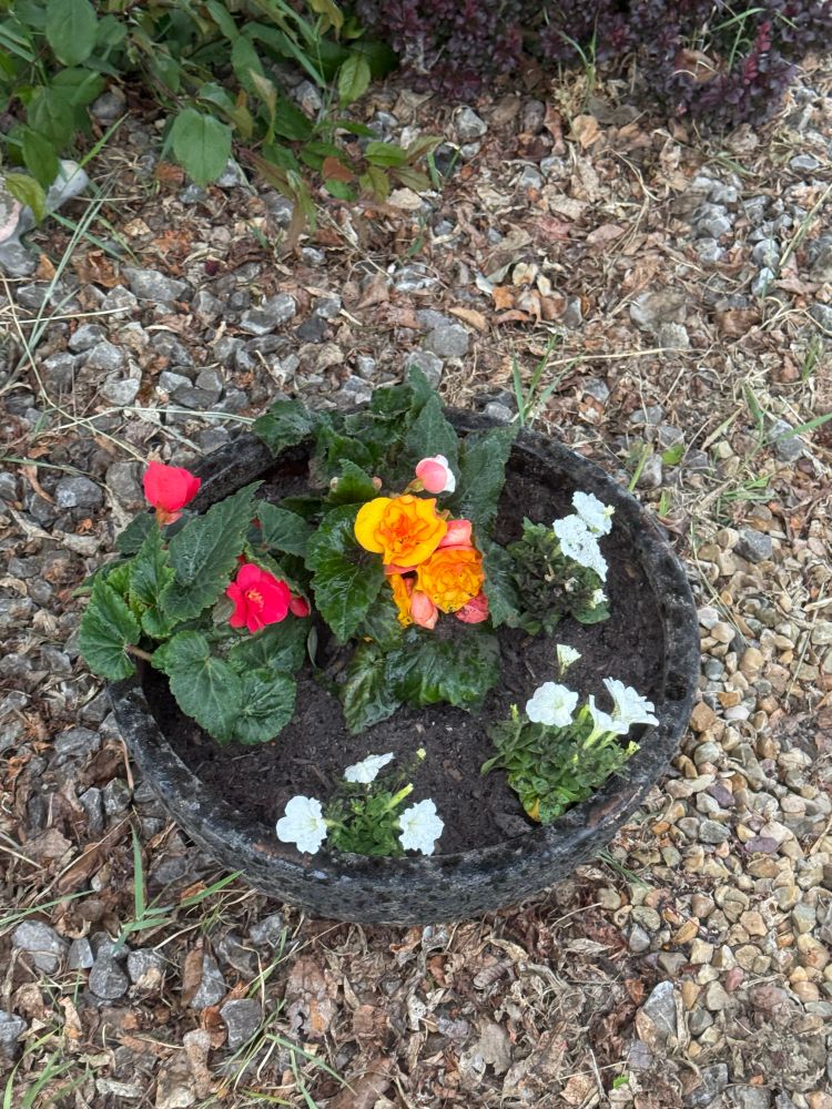 Pink and peach begonias and white petunias in a bowl