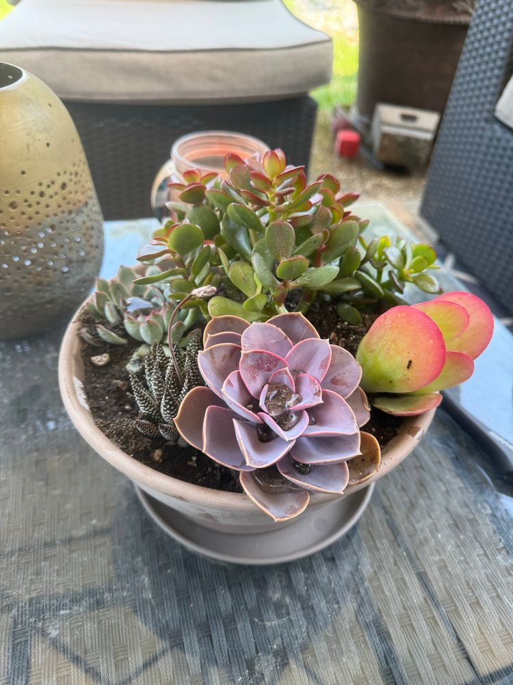 A pot of colorful (peach, green, pinkish grey) succulents. 