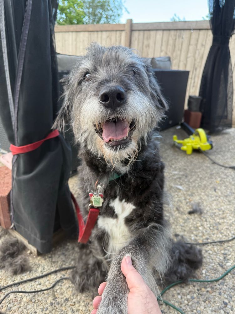 A less shaggy black and grey dog 