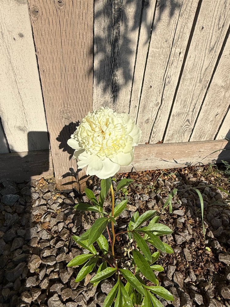 A fully bloomed perfect single white peony 