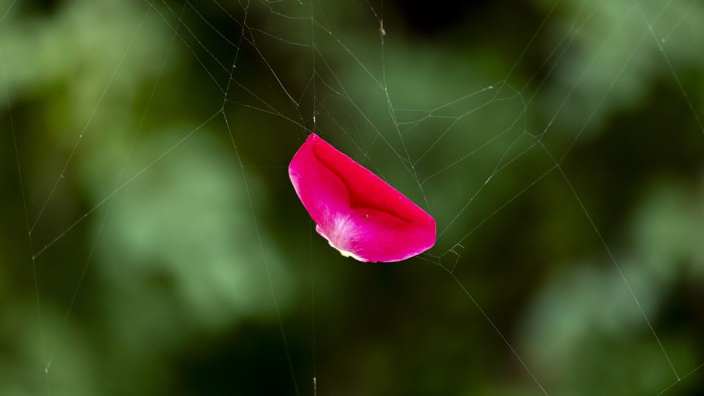 Alt text: A single pinkish-red flower petal, suspended in a spiderweb. In the background, dark green leaves can be seen.