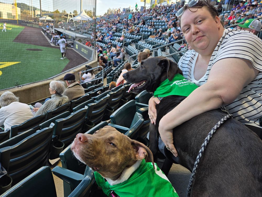 Two dogs at a minor league game