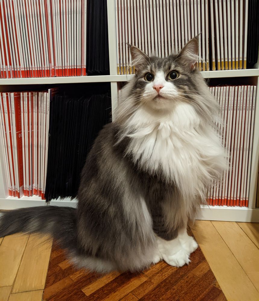 Data Cat
